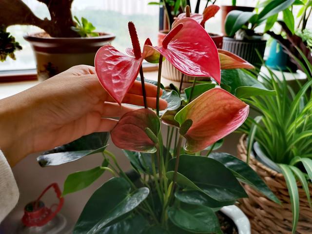 适合家里养的喜欢阳光的花，7种喜阴花