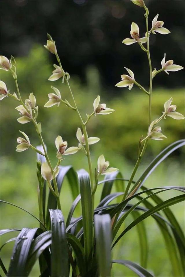 养兰花什么植料最好，这“3种”植料
