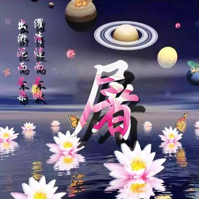 荷花头像图片大全，荷花头像高清图