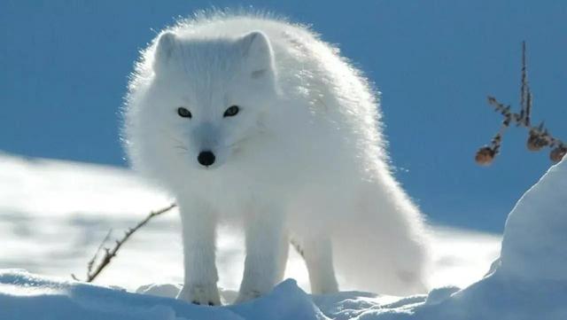 十大惊人奇闻怪事，十大奇闻趣事