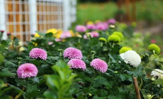 乒乓菊开完花后怎么养护，养菊花先试试乒乓菊