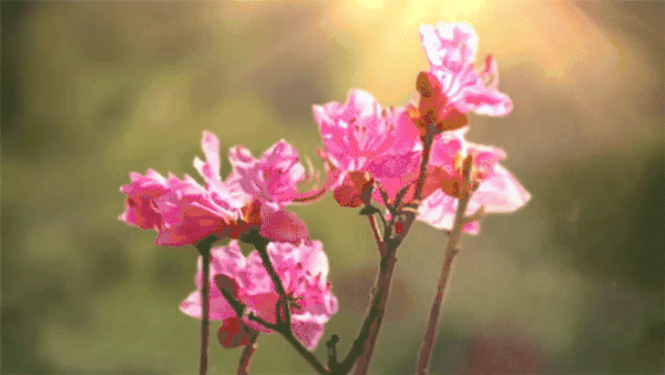 杜鹃最值得去的地方，赏杜鹃还有这些好地方…