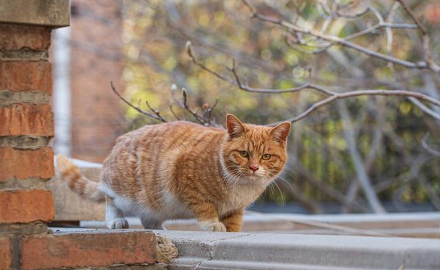 如何更好的养橘猫，大橘猫用这个方法整治小黑柴