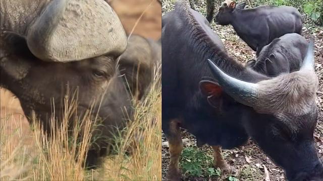 世界上最大的野牛有多重，云南发现8头野牛