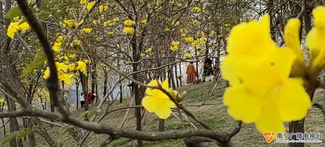 黄花风铃花开正盛，美丽温江——风铃艳诱人