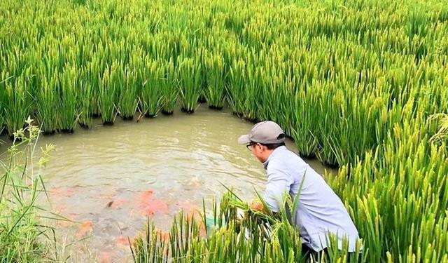稻田养鱼发展模式，你见过这样的“稻鱼共作”新模式吗