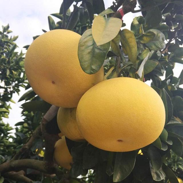 橘子的品种有哪些，柑橘品种有哪些