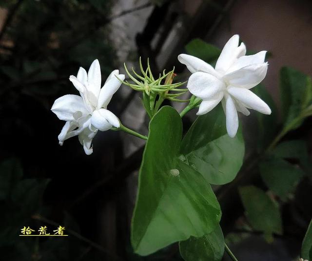 茉莉花代表的寓意是什么,好一朵茉莉花象征 茉莉花代表的寓意是什么,好一朵茉莉花象征