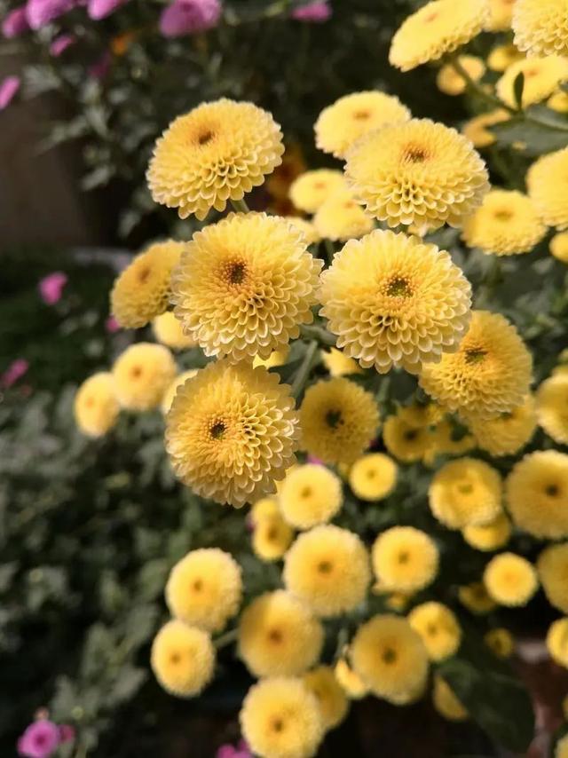 开花独特好看的菊科植物，盛花期只见花开不见叶