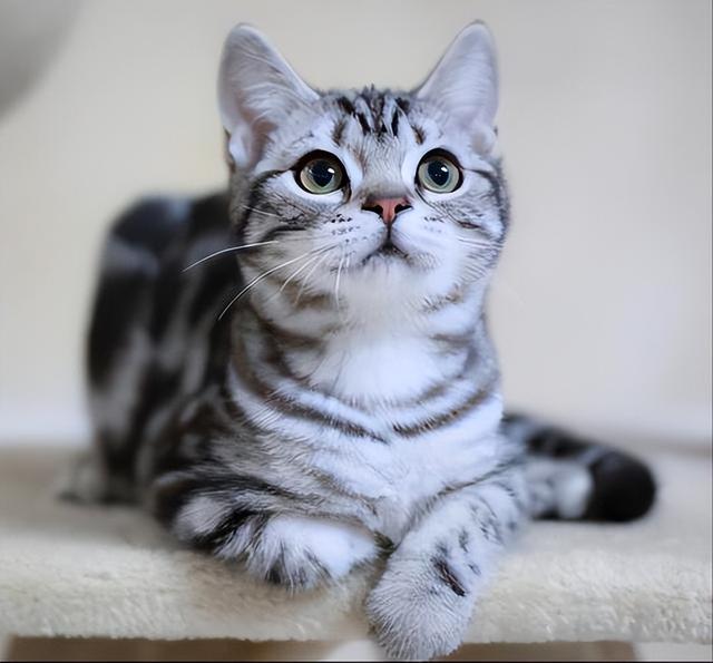 美短猫的优点与缺点，美短猫优点VS缺点