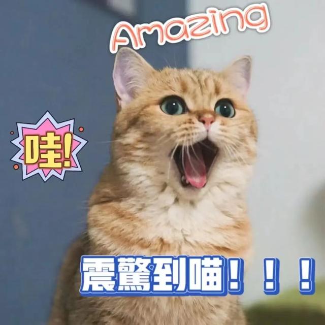 金渐层猫好养吗，金渐层猫为什么值得养