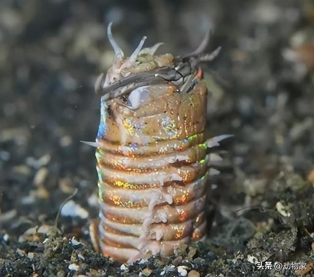 10种最奇怪的海洋生物，你绝对不曾见过的10个怪异海洋生物