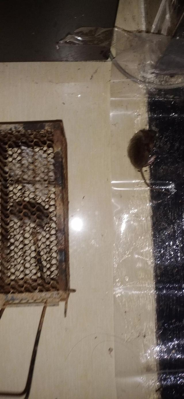 捕鼠1000种方法，捕鼠经验交流