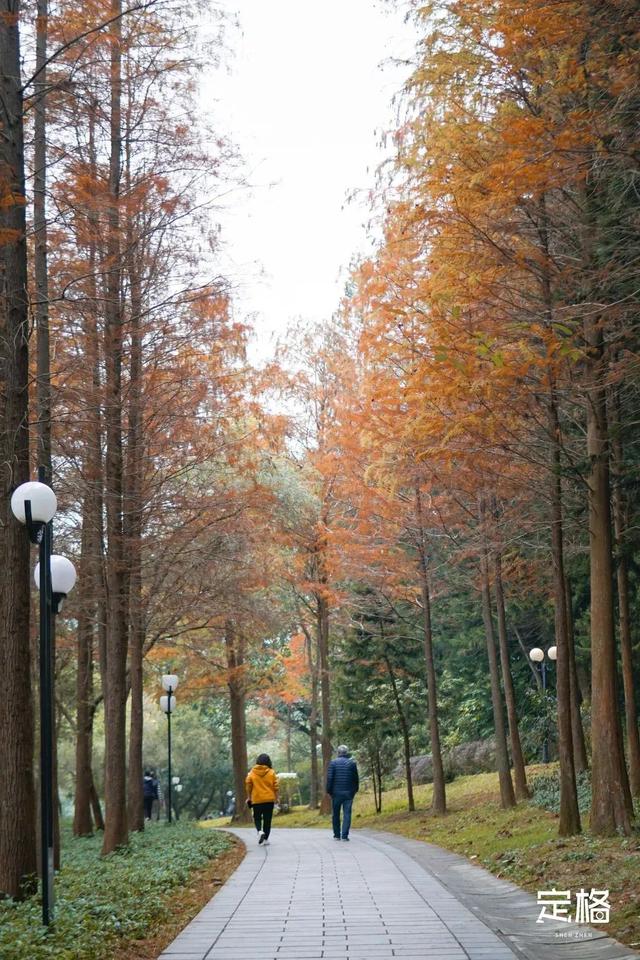 深圳地铁1号线游玩，免费地铁直达深圳这些地方一天玩遍