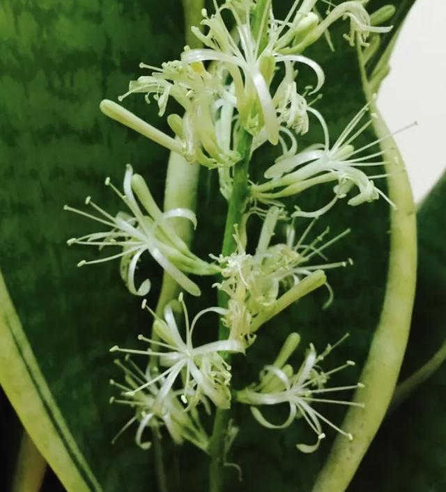 适合家养的花卉，适合家养的花寓意好对空气好好养（适合在家里养一盆）