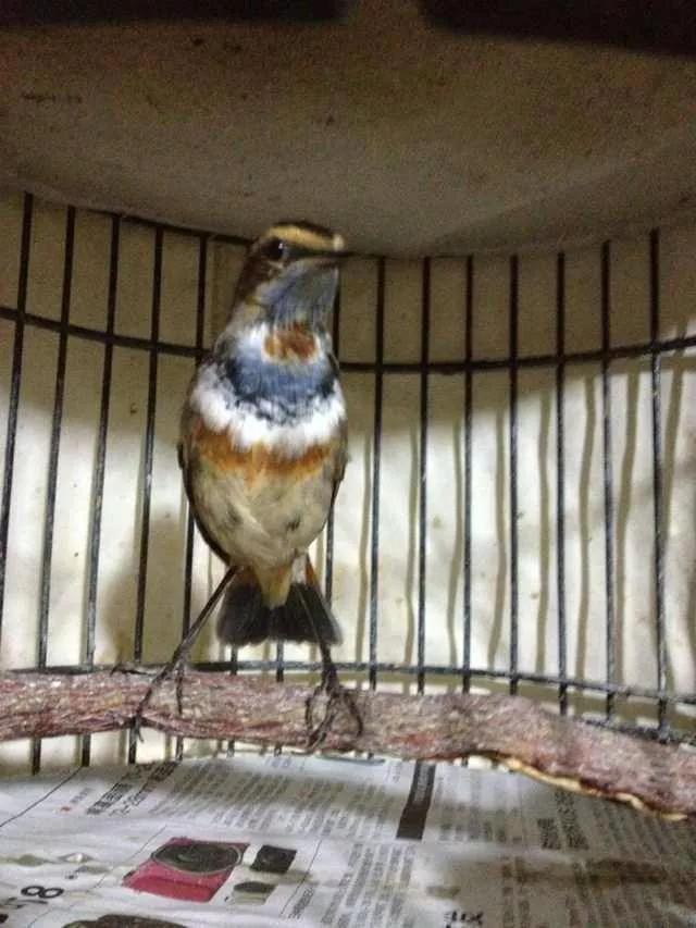 靛颏鸟雅称，歌鸟靛颏鸟