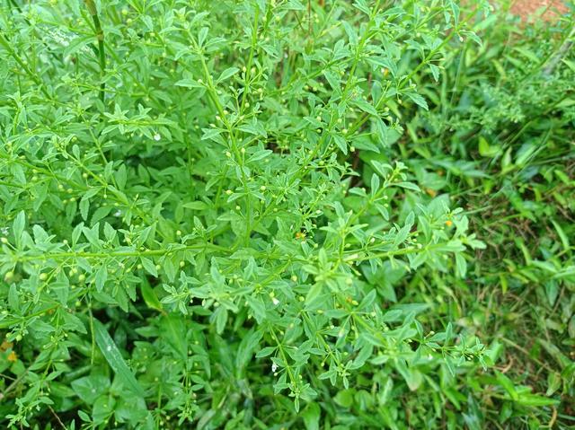 路边常见的野甘草，野生的甘草（若你在家乡有幸遇见）