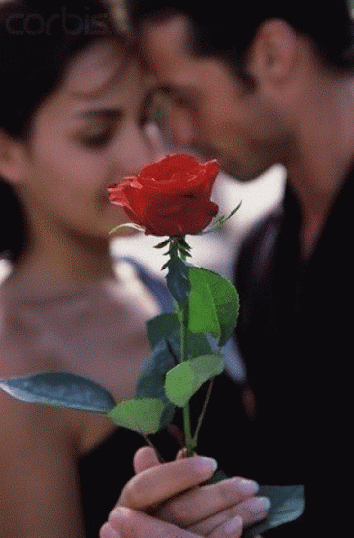 七夕33朵玫瑰花语，<浪漫的数字背后隐藏的秘密>