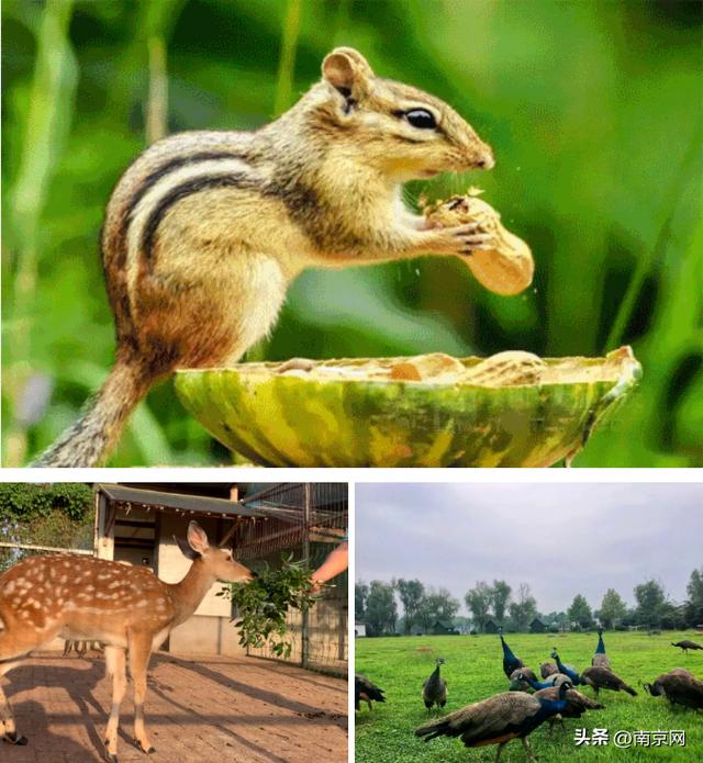 南京周边一日游，南京周边踏青一日游景点推荐（南京秋游好去处）