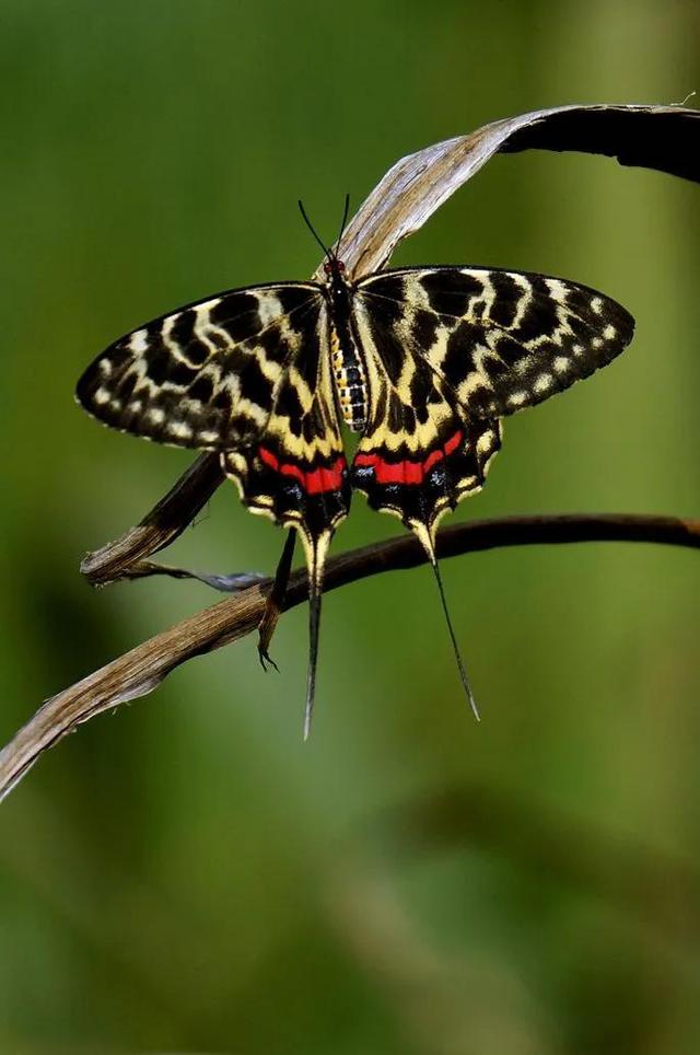 世界八大名贵蝴蝶，世界十大名贵蝴蝶