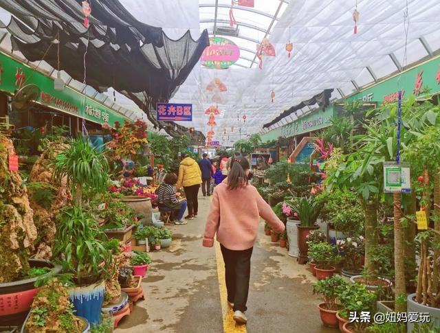 济南花鸟市场哪个最好，济南花鸟鱼虫市场大盘点