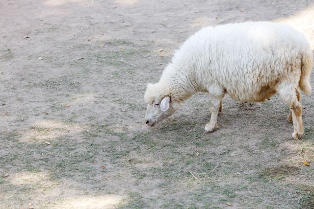 母羊乳房炎的症状有哪些，母羊乳房炎的病因分析与防控方案