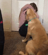 金毛犬一般几个月才会咬主人，“金毛”一生中有5个阶段