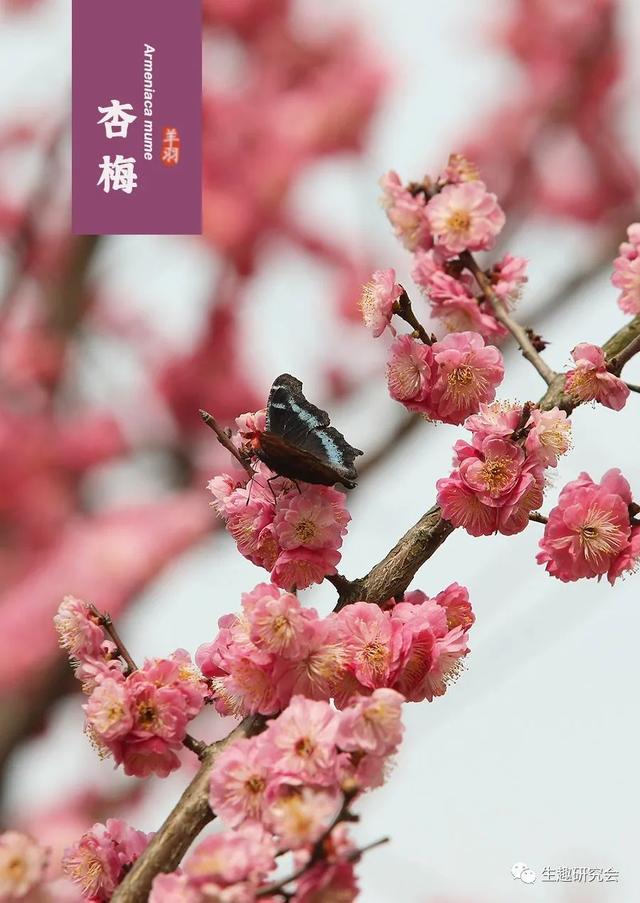 什么梅花品种好，梅花哪个品种比较好看