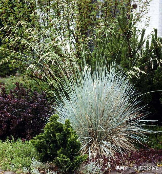 适合庭院养的草花，25种观赏草观叶赏花