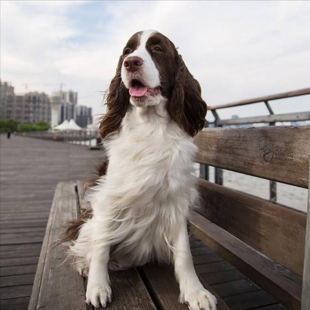 如何挑选优秀的史宾格幼犬，史宾格犬的品相