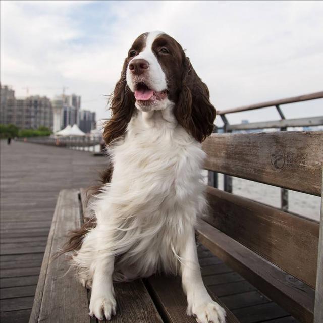 如何挑选优秀的史宾格幼犬，史宾格犬的品相