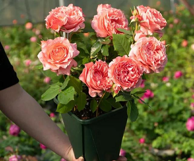 必养九种月季，值得入手的月季清单