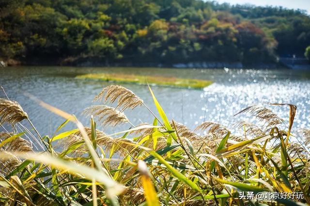 中型水库游记，河囗之行一一一看天鹅