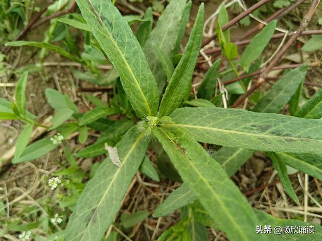 这么多野菜你认识几种，比韭菜还鲜嫩