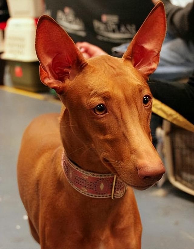 十大新手最好养的狗狗，最适合新手养的狗狗十大排行榜（最适合新手养的6种狗狗）