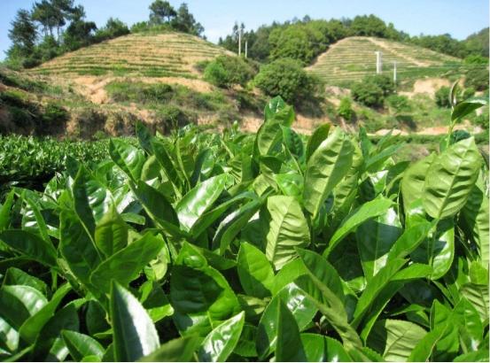 三种最好喝的茶叶排名表，百姓常喝茶叶排行榜