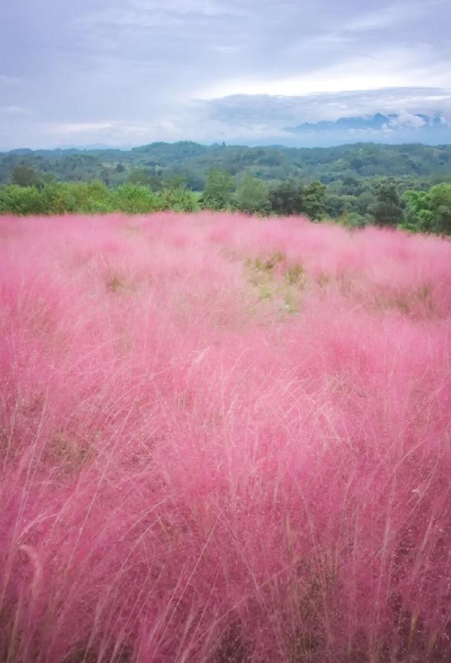 粉黛草向日葵彼岸花海...成都有多少惊喜，粉黛花海花期50天