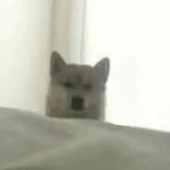 可爱小狗表情包，可爱表情包大全狗子