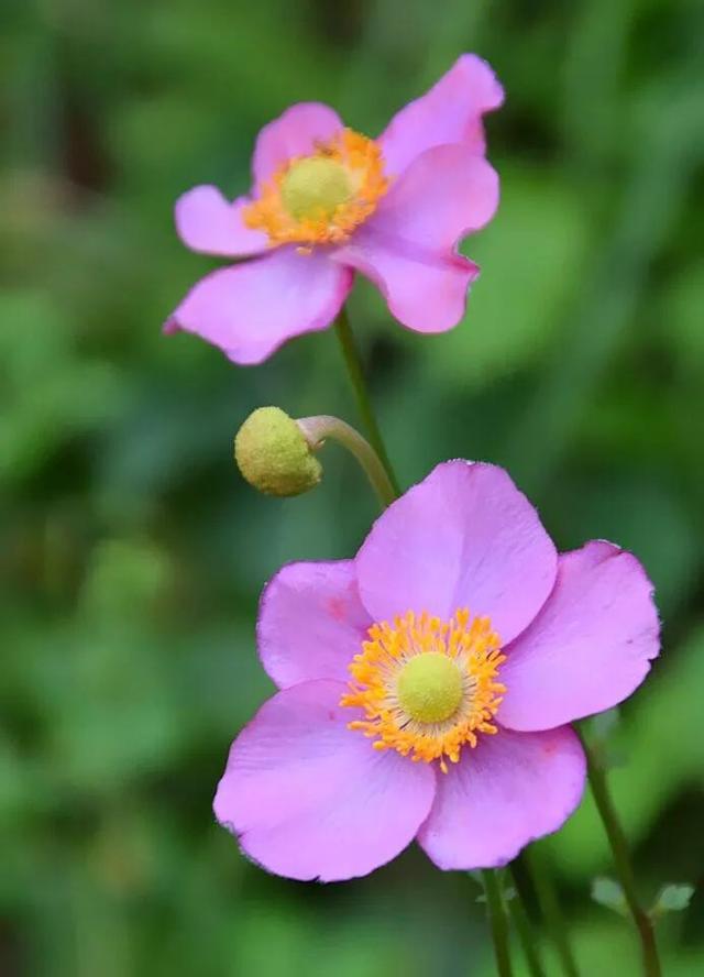 野棉花开花季节，打破碗花花也叫野棉花