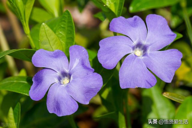 夏天开花的植物，家里养能开花的植物一年四季开花（热不死、晒不死）