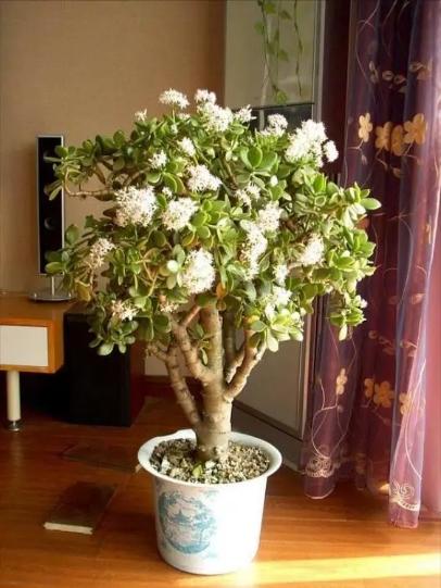 室内可以养的十大吉祥花，5种吉祥花