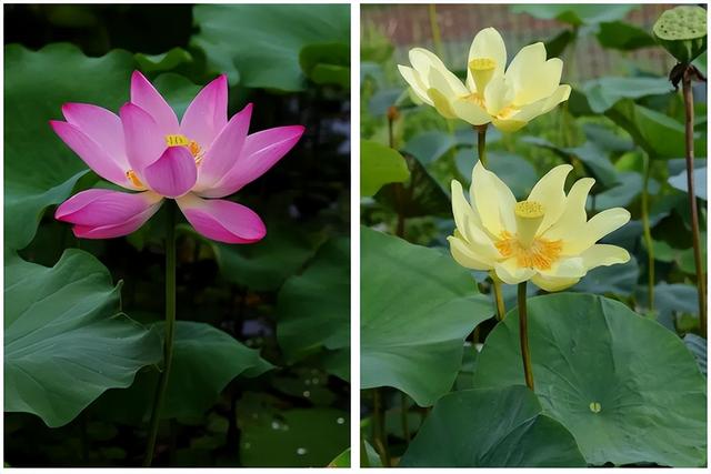 名贵荷花十大品种，最大的荷花品种排行榜