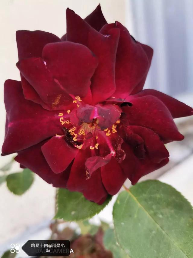 路易十四玫瑰的魅力，路易十四玫瑰的魅力