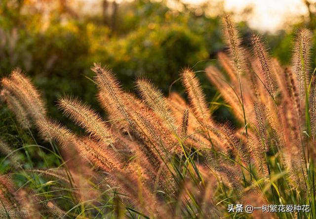 适合庭院养的草花，25种观赏草观叶赏花