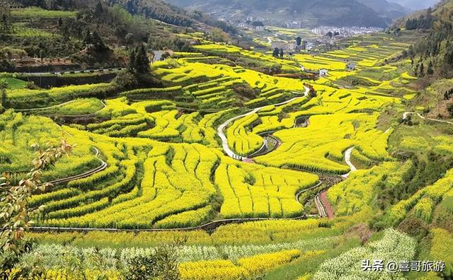 开化县属于哪个市，开化市有哪些镇（18万亩油菜花不逊色于婺源）