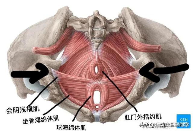 盆底肌肉训练方法，一般盆底肌的正确锻炼方法