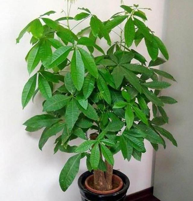 比较大的绿植，寓意美好又耐看的6⃣️款大型绿植