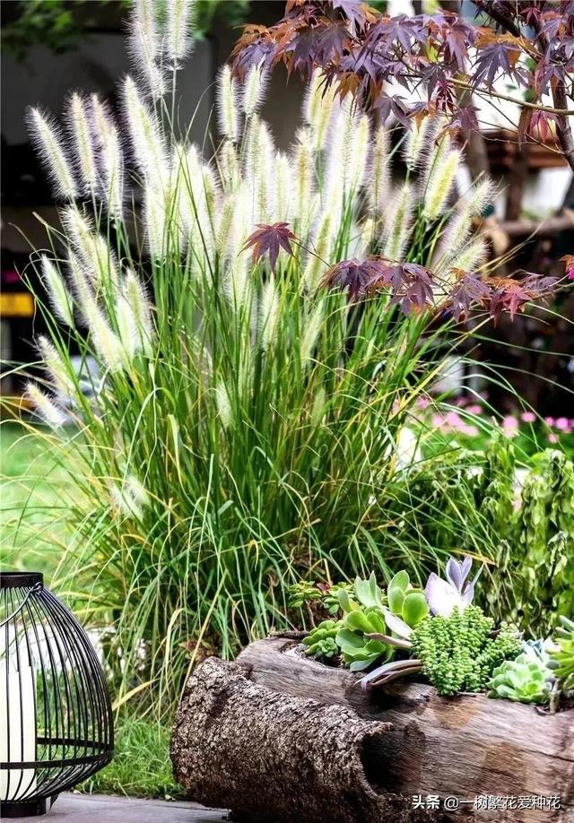 适合庭院养的草花，25种观赏草观叶赏花
