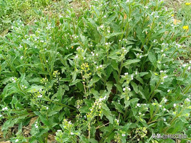 这么多野菜你认识几种，比韭菜还鲜嫩