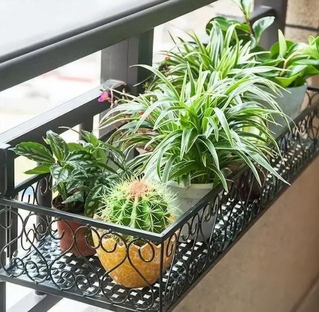 半封闭阳台如何养花，封闭小阳台养花也很棒